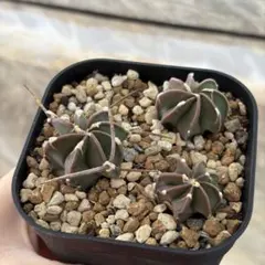 2026年最新】大鳳玉の人気アイテム - メルカリ