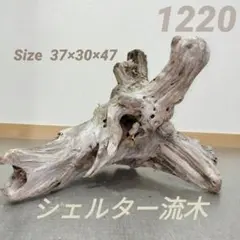 1219】大型流木 爬虫類シェルター 登り木 テラリウム レイアウト