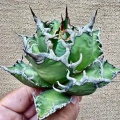 チタノタ　スーパーチタノタ　レア 2025年最新】スーパーチタノタの人気アイテム - メルカリ