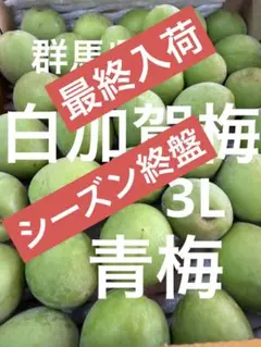 13.青梅3L 白加賀梅 加工用 - メルカリ