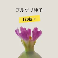 ブルゲリ種子130粒＋　Aのサムネイル