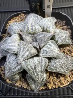 多肉植物 ハオルチア 新氷砂糖錦 鮮明錦 極上斑 - メルカリ