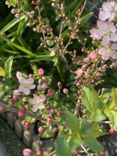 norichan様 リクエスト 2点 まとめ商品