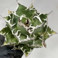 2025年最新】スーパーチタノタの人気アイテム - メルカリ