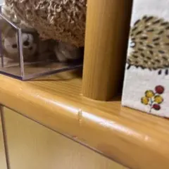 専用