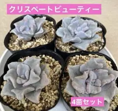 クリスペートビューティー4苗セット　多肉植物　エケベリア　抜き苗　寄せ植えのサムネイル