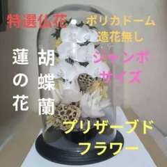 特選仏花 ジャンボサイズ ドーム入り 胡蝶蘭 蓮の花 プリザーブド