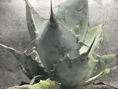 チタノタブルー 選抜 大株 チタノタブルー 実生 選抜株 | mana's farm:塊根植物・アガベ