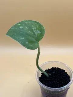 2026年最新】scindapsusの人気アイテム - メルカリ