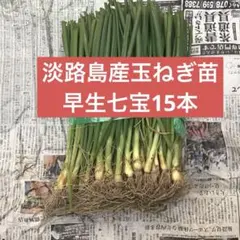 2026年最新】七宝 玉ねぎの人気アイテム - メルカリ