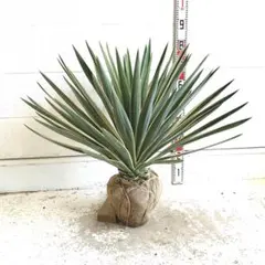 ユッカグロリオサ　引き取り限定 Yahoo!オークション -「グロリオサ」(ユッカ) (観葉植物)の落札