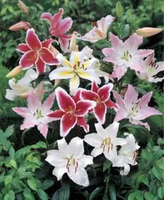 たらちゃん様 リクエスト 2点 まとめ商品