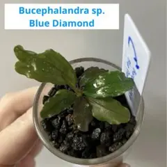 Bucephalandra sp. 彩雲 1株 - メルカリ