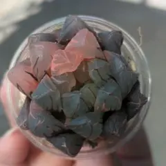 ハオルチア オブツーサ錦 水中月錦（1号鉢）のサムネイル