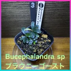 専用商品【アクアフルール】（ティア）＋（ブラウニーゴースト） 専用商品【アクアフルール】（ティア）＋（ブラウニーゴースト