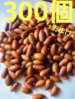 どんぐり　マテバシイ　300個+おまけ