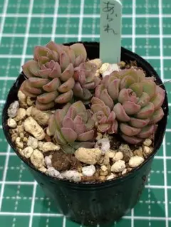 2026年最新】つぶつぶ屋 あられの人気アイテム - メルカリ