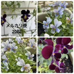 ビオラ 種　寄せ植え用 2色セット ダークレッド　ブルー小輪のサムネイル