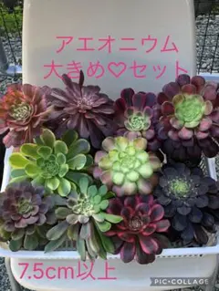 アエオニウム 大きめ♡抜き苗セット(メルカリ便) - メルカリ