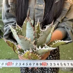 690 アガベ モンタナ 極上鋸歯 高発色株 極上美株 厳選株 - メルカリ