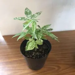 斑入り ハナキリン 花麒麟 苗 多肉/観葉植物 沖縄樹木 造園芸 山野草 
