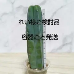 サボテン　龍神木　★安心の容器ごと発送のサムネイル