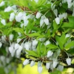 ドウダンツツジ　苗木のサムネイル