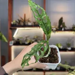 2025年最新】モンステラ オブリクアの人気アイテム - メルカリ