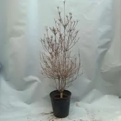 2026年最新】ドウダンツツジの人気アイテム - メルカリ