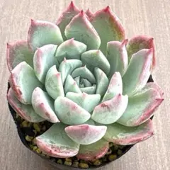 多肉植物 ウエディングベル ミックスベリア札なし - メルカリ