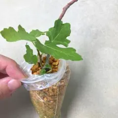 イチジク 苗のサムネイル