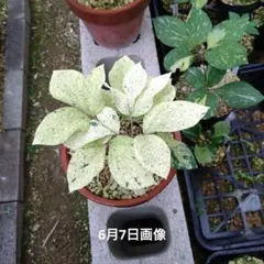 山野草　斑入り　ヤマシャクヤク　無銘5号鉢B 山野草 斑入り ヤマシャクヤク 無銘5号鉢B - メルカリ