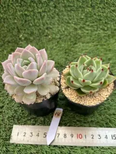 ファームパルク 桃太郎 抜き苗 根付き パル桃 多肉植物 - メルカリ