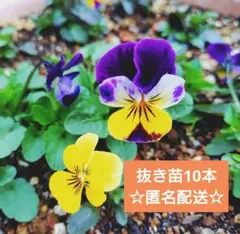 ささきんぐ様 リクエスト 2点 まとめ商品