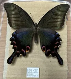 蝶標本アカエリトリバネアゲハ雄雌 - メルカリ