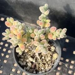 速達 新入荷 ドロサンテマム アイスクリスタル メセン 多肉植物 1苗 鉢