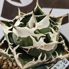 2025年最新】上澳園芸の人気アイテム - メルカリ