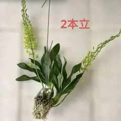 希少 バンダ（Vanda） エアープランツ仕立て 現品限り calm cafe