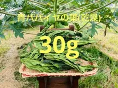 2025年最新】パパイヤの茎の人気アイテム - メルカリ