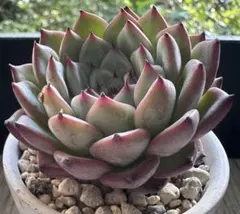 な*ち様 No.a131新品種　サンスター　エケベリア　多肉植物　撮影11月13