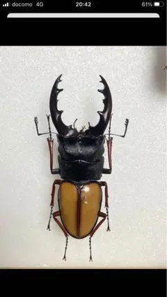 国産カブト・クワガタ　標本　34匹セット 国産カブト・クワガタ 標本 34匹セット 2025年最新】クワガタ