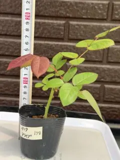 165 バラ苗 バラ挿し木苗 マイ - メルカリ