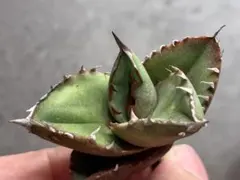 2025年最新】アガベ オアハカ 種の人気アイテム - メルカリ