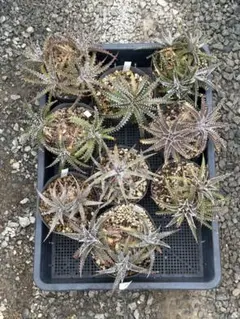 アガベ　金蟾 20株セット 観葉植物 アガベ 金蟾 20株セット 観葉植物 - メルカリ