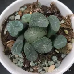 Top【選抜株】多肉植物　13205ハオルチア 火炎竜　10個　鉢無し/脱土 Top【選抜株】多肉植物 13205ハオルチア 火炎竜 10個 鉢無し/脱土