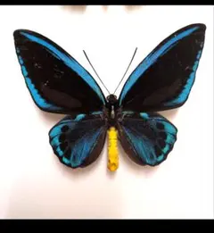 蝶標本 北海道産 極美麗ミヤマカラスアゲハ♂ 飼育品 完品