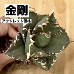 超美株❗️チタノタ　金剛　キングコング　タグ付き❗️【4】 美株❗️アガベ チタノタ 金剛 キングコングタグ付き❗️【42】 - メルカリ