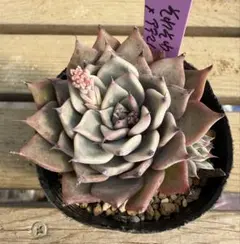 yuu☆様 リクエスト 2点 まとめ商品