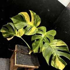 2025年最新】モンステラ オーレアの人気アイテム - メルカリ