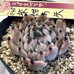 黒爪がカッコいい！　ミックスベリア　紫紺の矢8　第4種発送